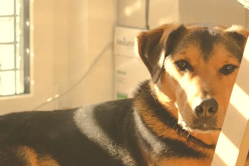 A dog lying on the floor at home in a patch of warm sunlight