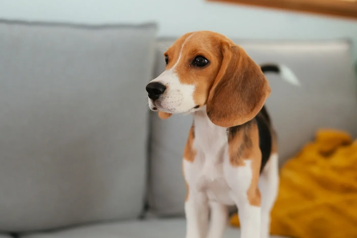 A beagle puppy standing on a couch in a cozy living room