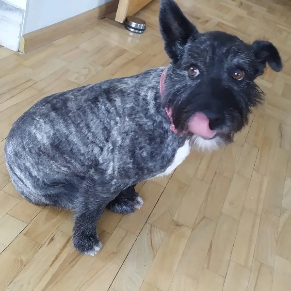Pepa, a cairn terrier, looking up at the camera