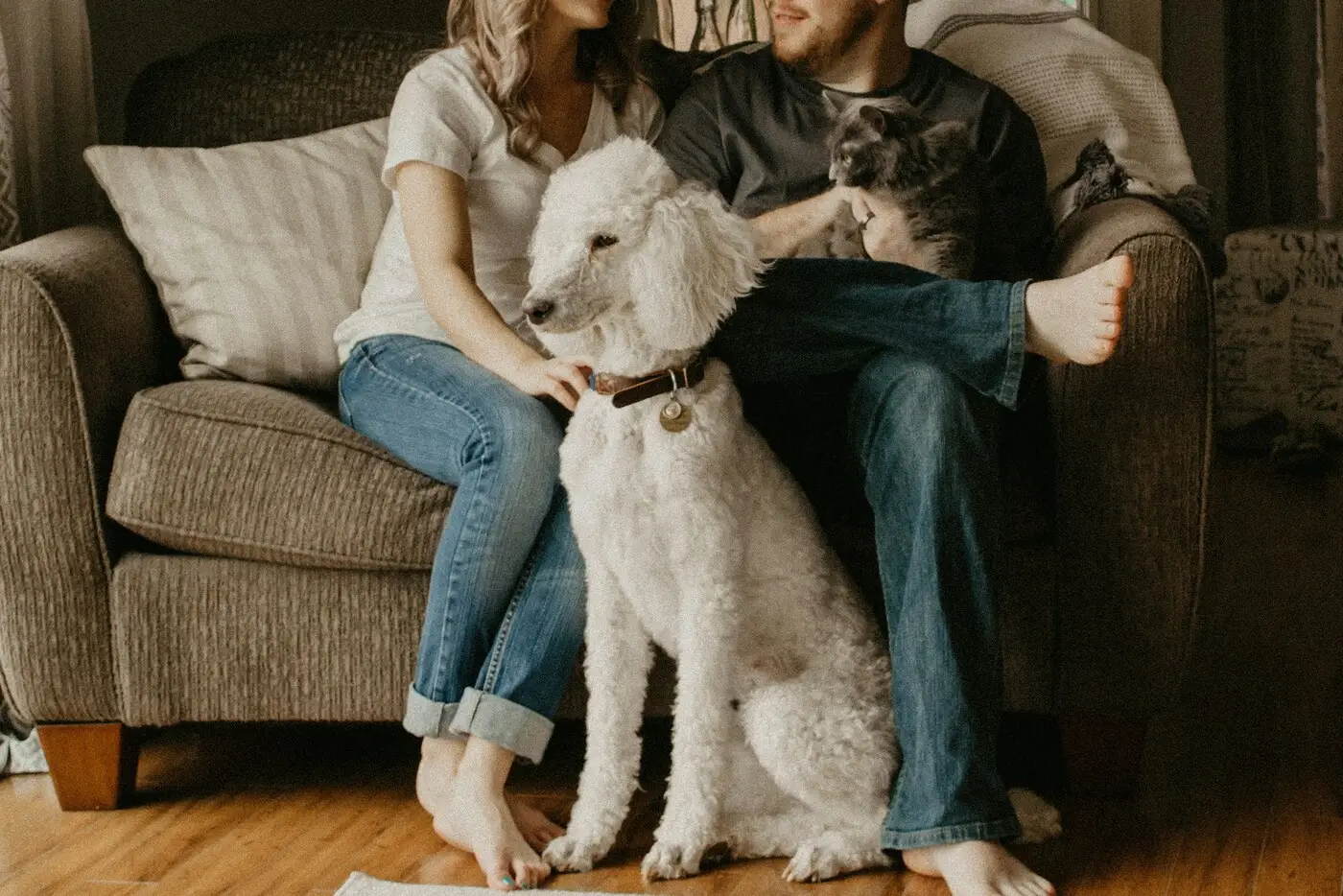 Two people sitting together on a sofa with a poodle and a cat